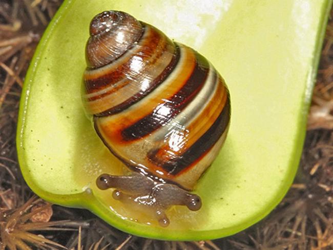 the Crikey steveirwini snail, which, you guessed it, was named after Steve Irwin.