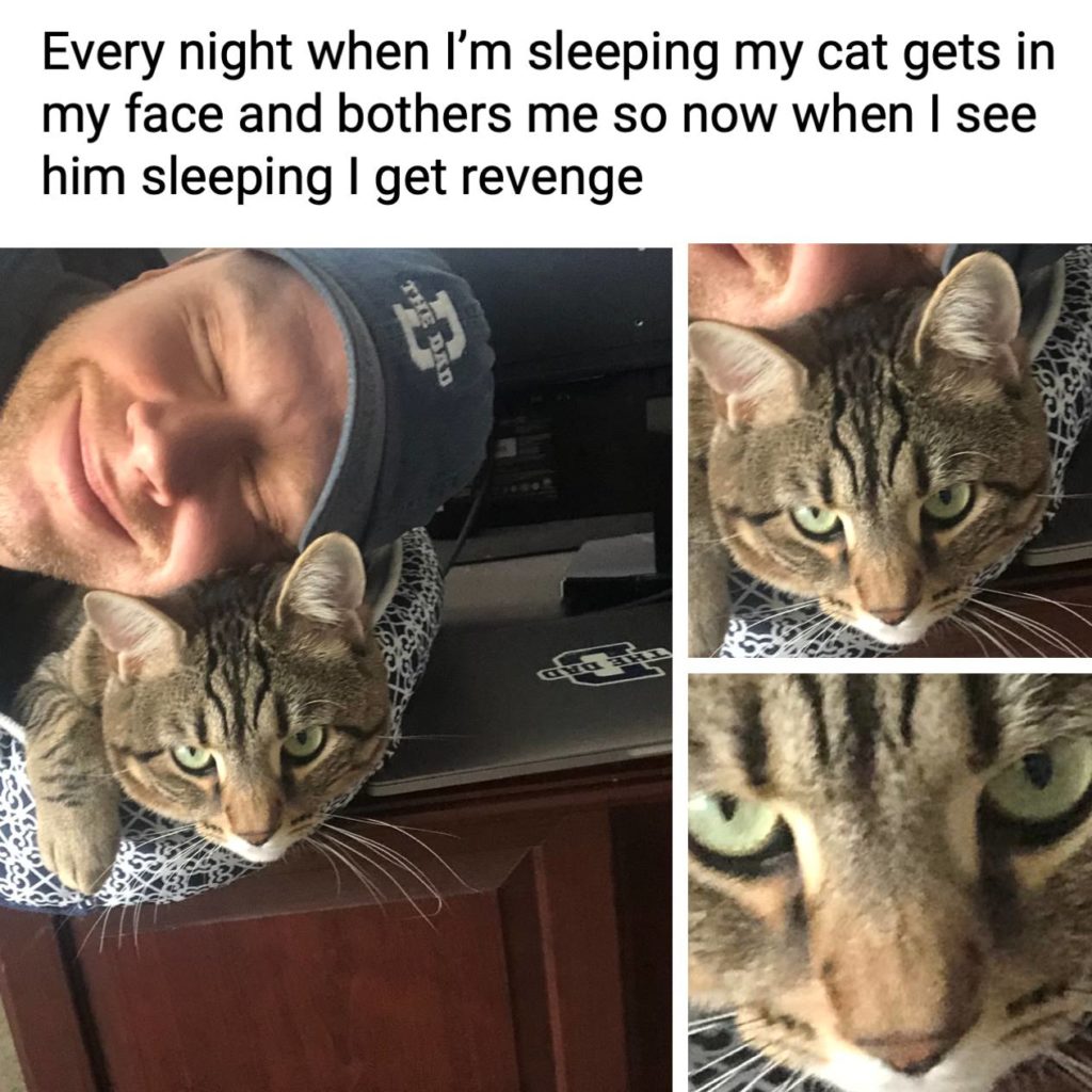 Every night when I'm sleeping my cat gets in my face and bothers me so now when I see him sleeping I get revenge. Pets, animals, naps