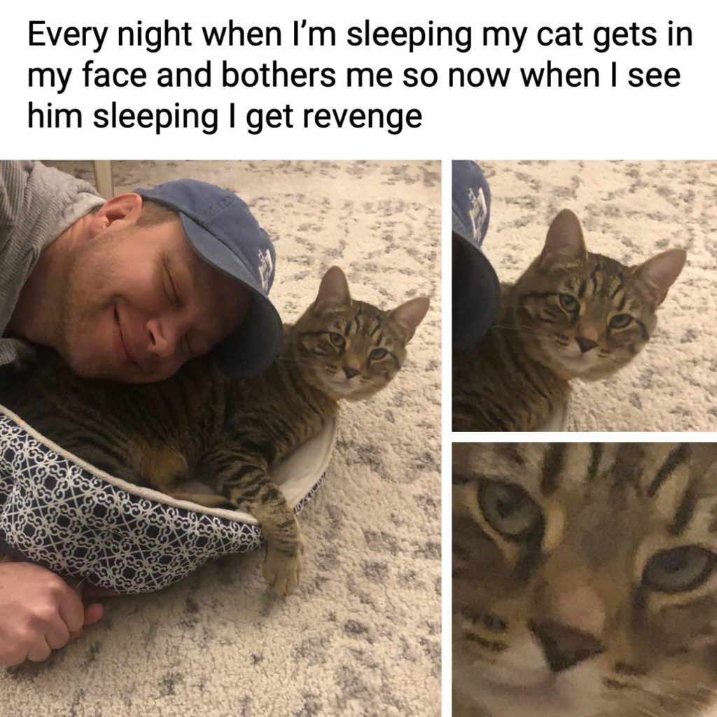 Every night when I'm sleeping my cat gets in my face and bothers me so now when I see him sleeping I get revenge. Pets, animals, getting even