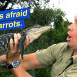 15 Crazy Facts You Didn’t Know About Steve Irwin