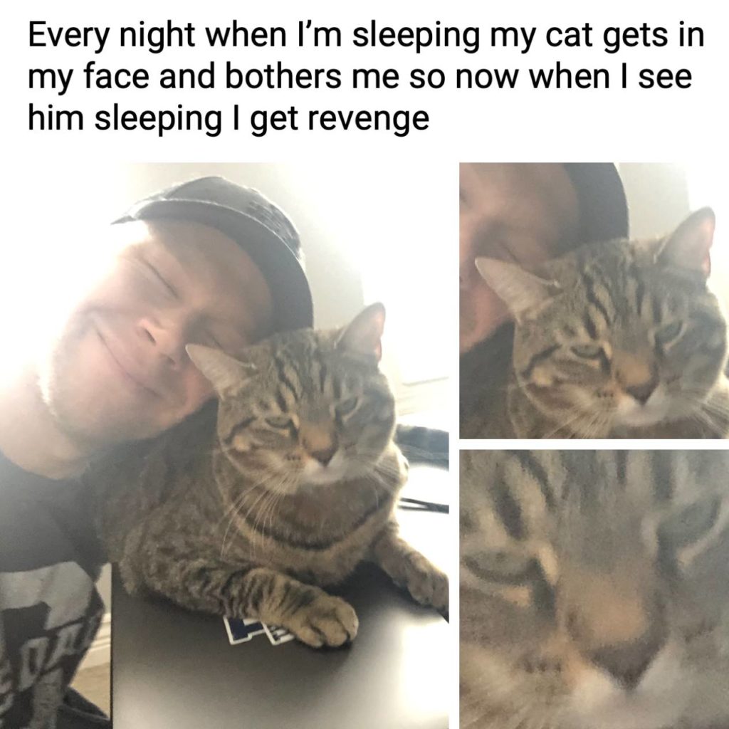 Every night when I"m sleeping my cat gets in my face and bothers me so now when I see him sleeping I get revenge. Meme, pet, annoying