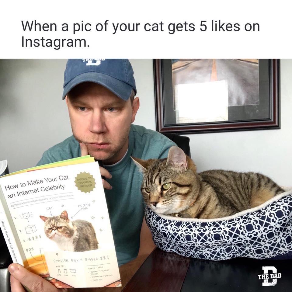 When a pic of your cat gets 5 likes on Instagram. (Reading): "How to Make Your Cat an Internet Celebrity" Books, animals, meme